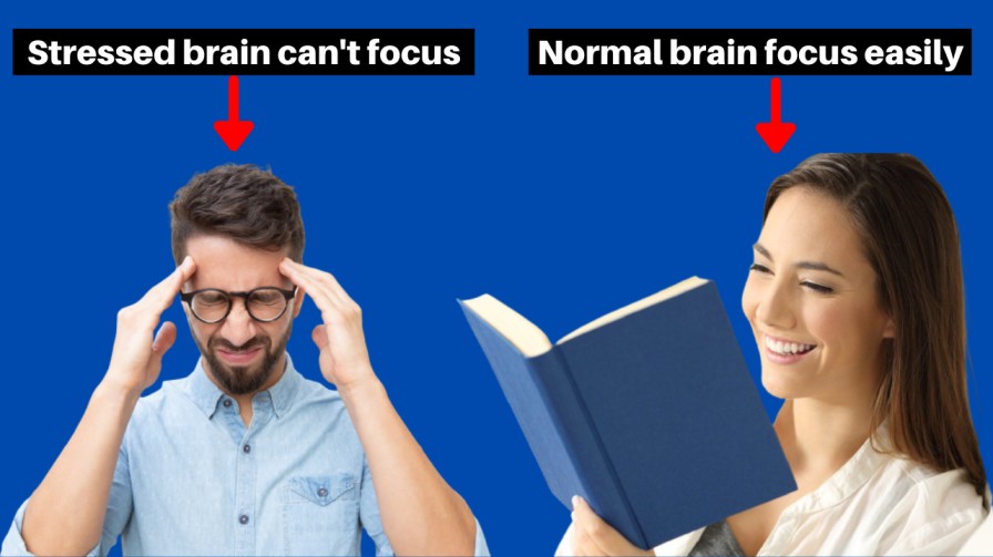 stressed brain vs normal brain
