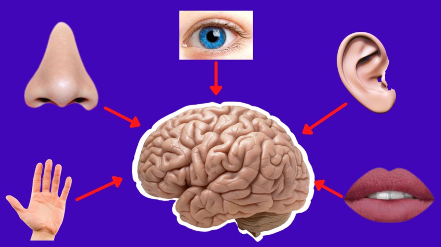 brain rule of 5 senses